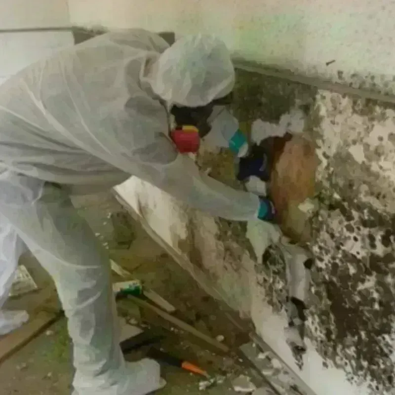 Mold Remediation and Removal in Bethesda, MD